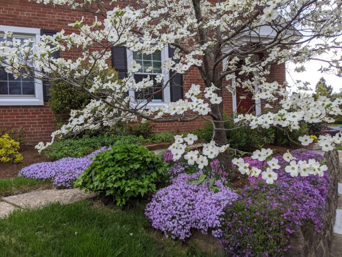 White dogwood tree in bloom, surrounded by purple phlox in front of a red brick building
