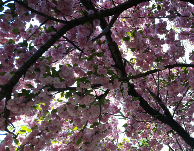 Pink flowering tree from beneath the tree.