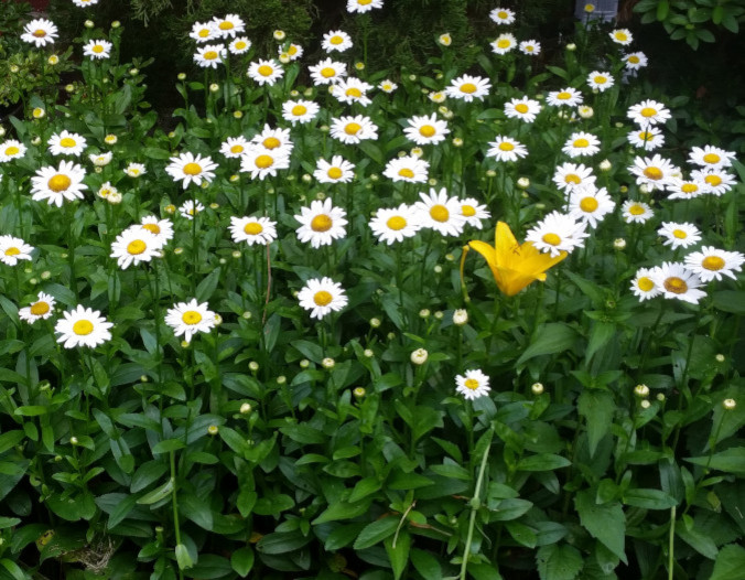 Photo of a yellow lily growing in a bed of white daisies