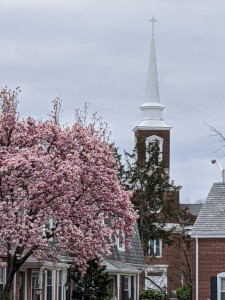 Photo of Fairlington Presbyterian Church with cherry tree in bloom in the foreground