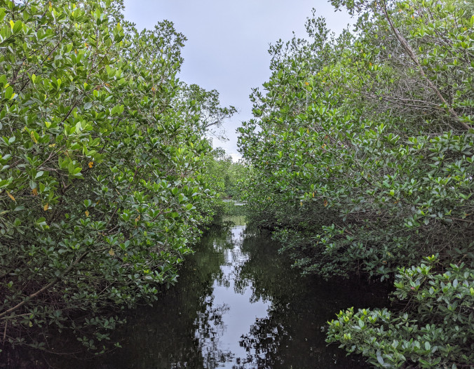 Photo picturing a canal between mangrove trees