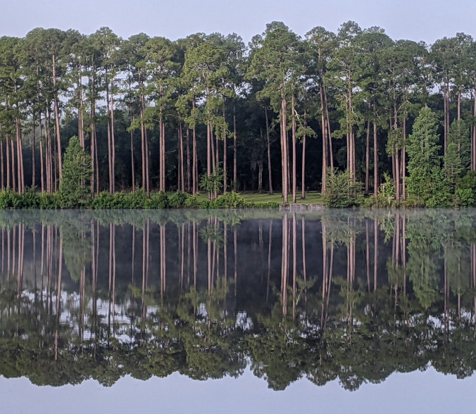Tall trees reflected in a lake