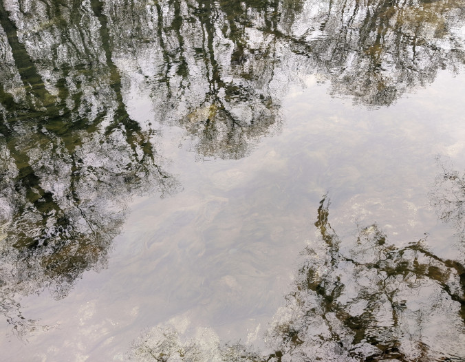 Photo picturing dark brown & green trees reflected in gray water.