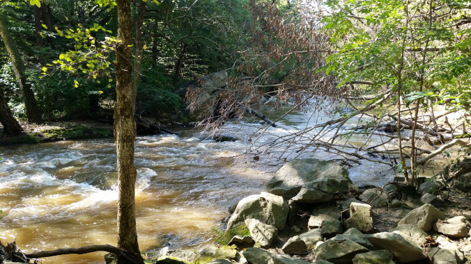 Forest creek with rocks in the foreground.