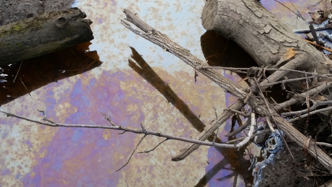 Standing water with oil floating on top in colors of purple, beige, and pale blue, framed by dead branches