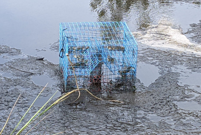 Blue crab trap sitting in mud that contains many crabs.
